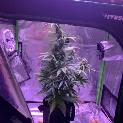 Small grow tent autoflower setup