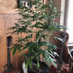 No grow tent needed with the 2 gallon a pot for pot complete grow kit