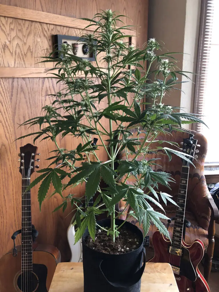 No grow tent needed with the 2 gallon a pot for pot complete grow kit