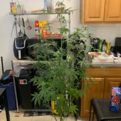 Customer photo of a compact cannabis plant growing in a small apartment using the a Pot for Pot 2 gallon grow kit.