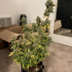 Cannabis plant growing indoors in an apartment living room without a grow tent using a Pot for Pot 2 gallon small kit.
