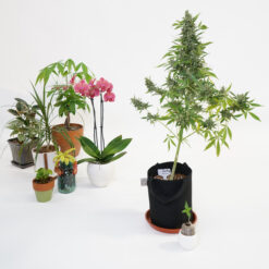 how to grow cannabis like a house plant