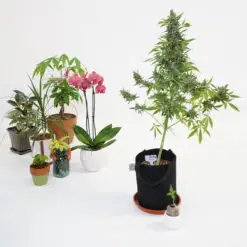 how to grow cannabis like a house plant
