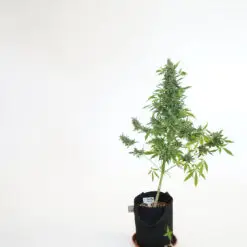 isolated shot of cannabis plant on white background