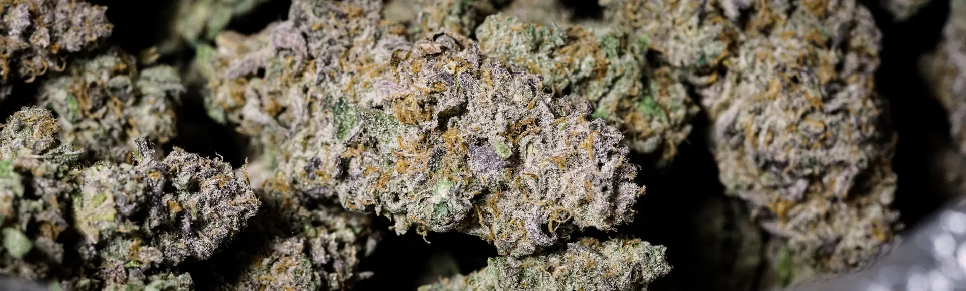 Close-up of dried cannabis buds