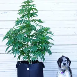 dog and marijuana picture