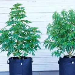 large vegging cannabis plants in a pot for pot