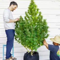 tall outdoor weed plant getting trimmed