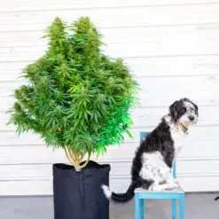 dog and a busy pot plant