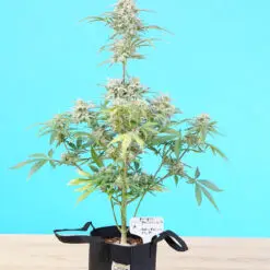 mini weed plant grown on a desk