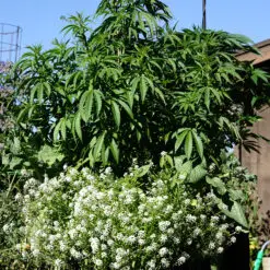 companion cannabis picture in outdoor a pot for pot grow