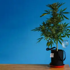 Beauty of a mini pot plant