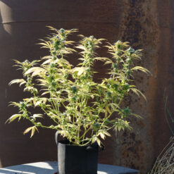 A nice sized autoflowering plant in a pot for pot grow kit