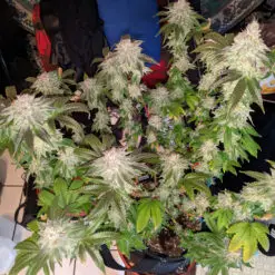 Cannabis plant growing in a small apartment living room using a Pot for Pot 5 gallon complete grow kit.