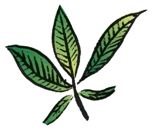 Green cannabis leaf illustration
