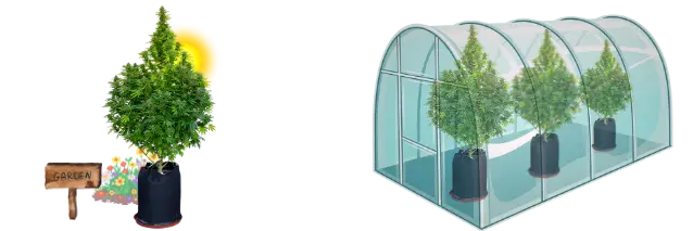 outdoor cannabis grow icons garden, backyard, greenhouse