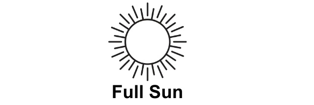 How to grow cannabis in full sun
