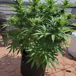 Big cannabis plant on a patio from a apotforpot.com customer