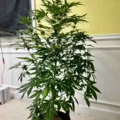 the size of a weed plant in a 2 gallon a pot for pot