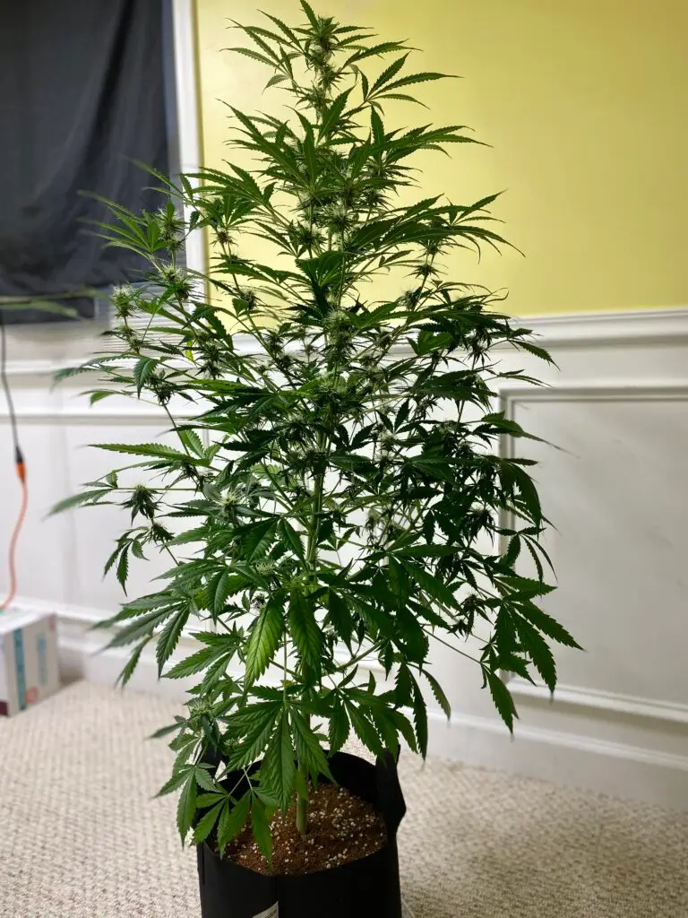 Customer cannabis grow: tall plant in a spare room