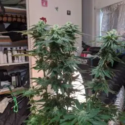 Customer photo of a cannabis plant growing on a sunny windowsill using a Pot for Pot 5 gallon kit in an apartment.