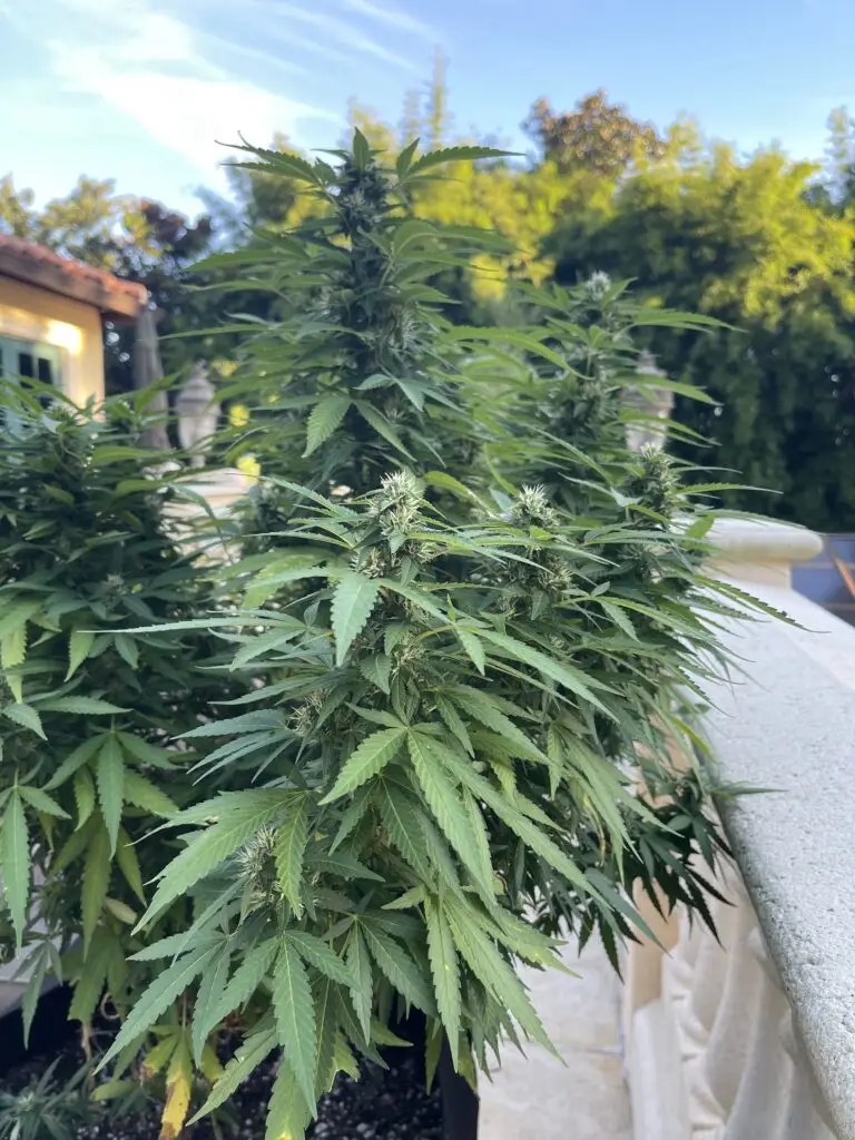 Customer cannabis grow: balcony grow at sunset