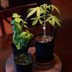 Regular customer growing the mini