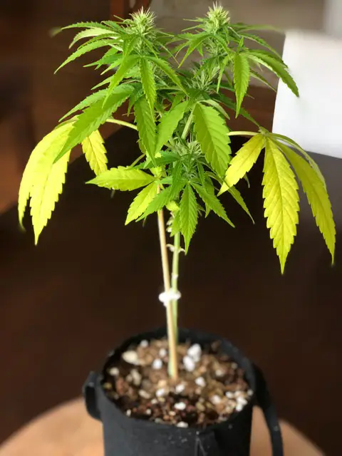 a beautiful weed desk plant