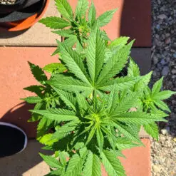 mini a pot for pot grow kit on a balcony