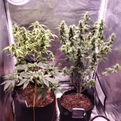 a pot for pot being used in a grow tent