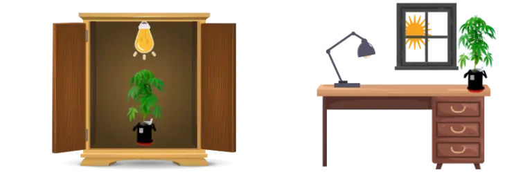 Where to grow a mini cannabis plant