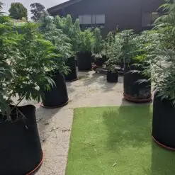 6 plant outdoor grow kit