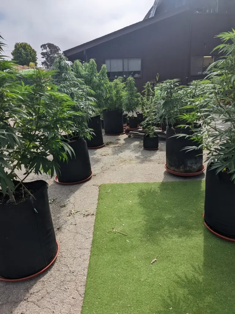 Customer cannabis grow: six-pot backyard garden