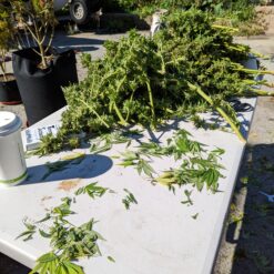 massive outoor harvest in a pot for pot 35 gallon grow kit
