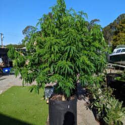 Massive cannabis plant in the 35 gallon a pot for pot kit