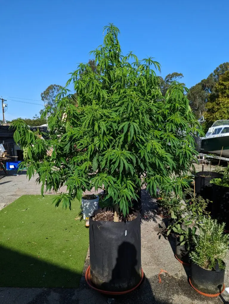 Customer cannabis grow: giant yard plant, 35 gallon kit