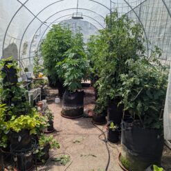 a pot for pot outdoor greenhouse customer grow