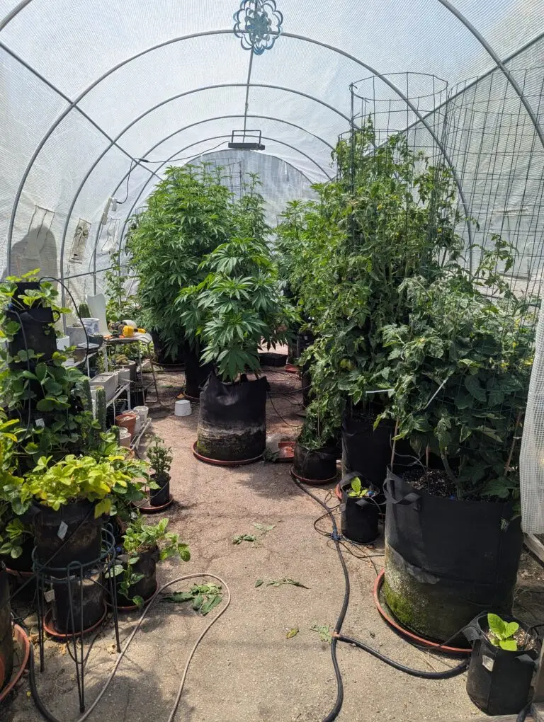 Customer cannabis grow: greenhouse full of kit plants
