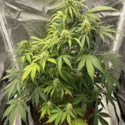 Customer DIY cannabis grow setup using a Pot for Pot complete kit for easy home cultivation.