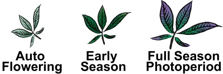 variety of cannabis plant for 5 gallon pot size