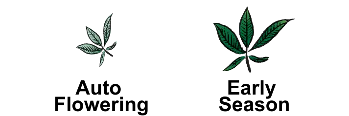 grow autoflower and early season strains