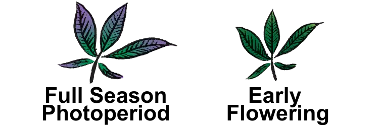 outdoor 35gallon photoperiod pot size 35 gallon strain recommendations