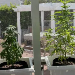 Two tall cannabis plants growing outdoors in a Pot for Pot 5 gallon fabric pots in a sunny California backyard garden.