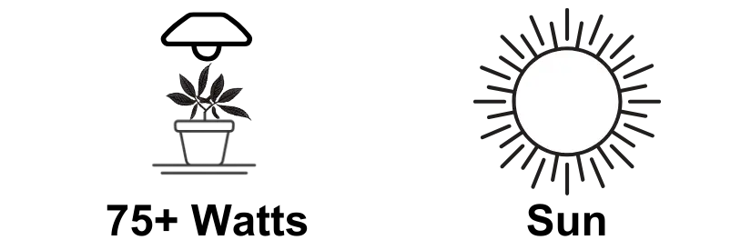 Light needs for weed grow