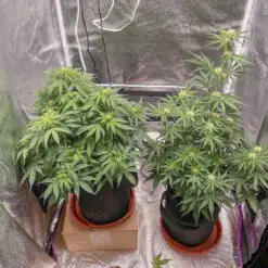 Customer photo of two large cannabis plants growing in an indoor grow tent using a Pot for Pot 5 gallon kits.