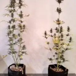 Late season photoperiod cannabis outdoors in 5 gallon pot