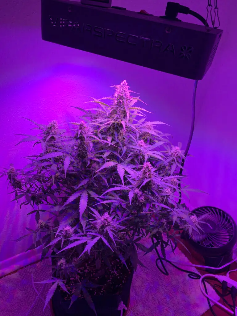 Flowering cannabis plant grown indoors under an LED grow light in an a Pot for Pot 5 gallon kit