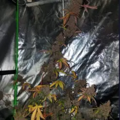 Indoor small ganga grow