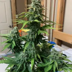 patio cannabis plant in a pot for pot