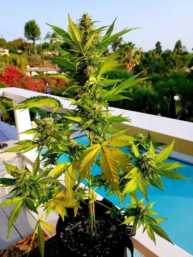 Customer cannabis grow: poolside patio grow with a view